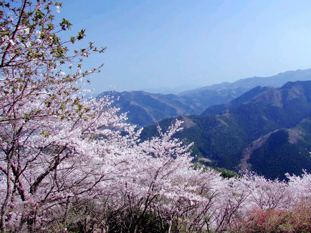 Sakura Flower Ocean