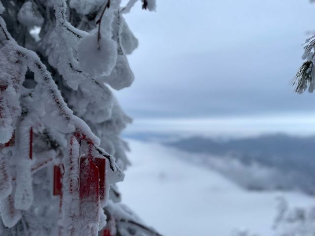 春日爆燈！洛陽櫻花季，你的浪漫之旅絕不能錯過