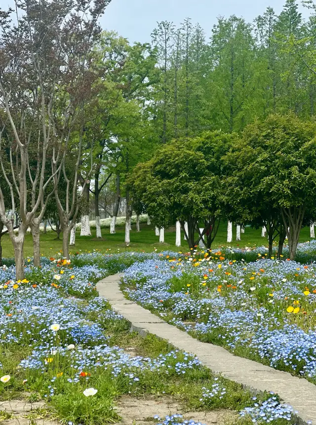 Suzhou Flower Viewing Guide | Encountering April Spring by Dushu Lake