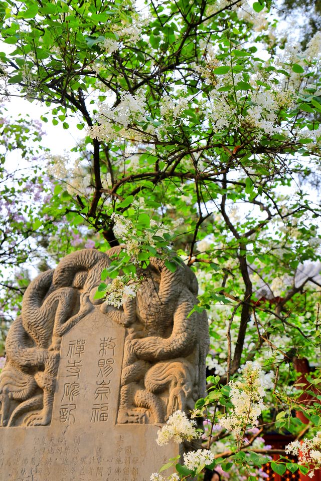 那是建在丁香花林里的北京中轴線古寺