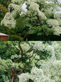 昆明周邊|黑龍潭公園最美流蘇花四月流蘇花似雪，正值人間四月天