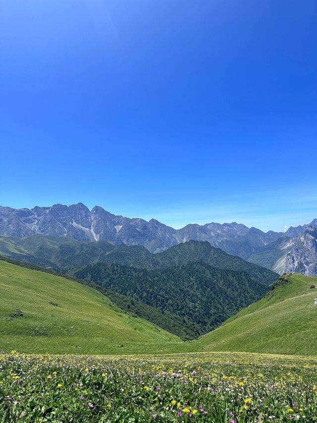 夏日花海：九頂山
