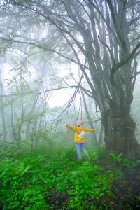 五一森系徒步｜免費的森呼吸人少景美！