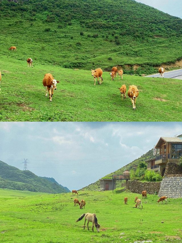 治癒系草原