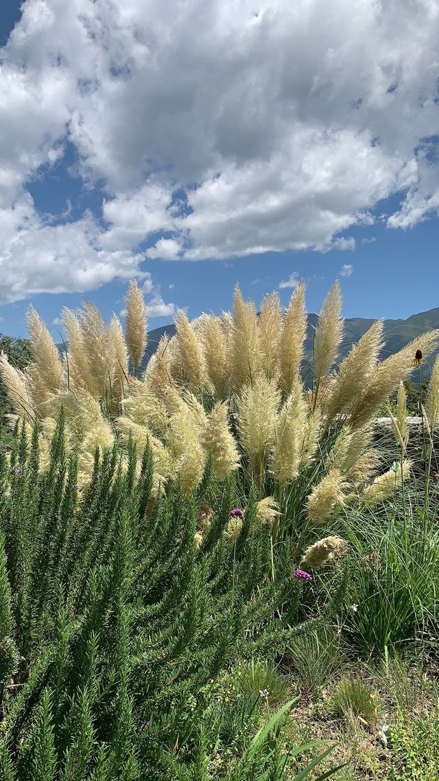 物與嵐｜麗江綠野仙蹤私藏地圖