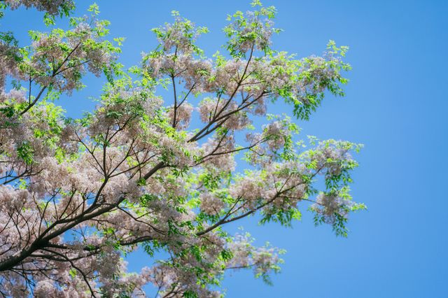 蘇州本地人都不知道的小眾園林，苦楝花開