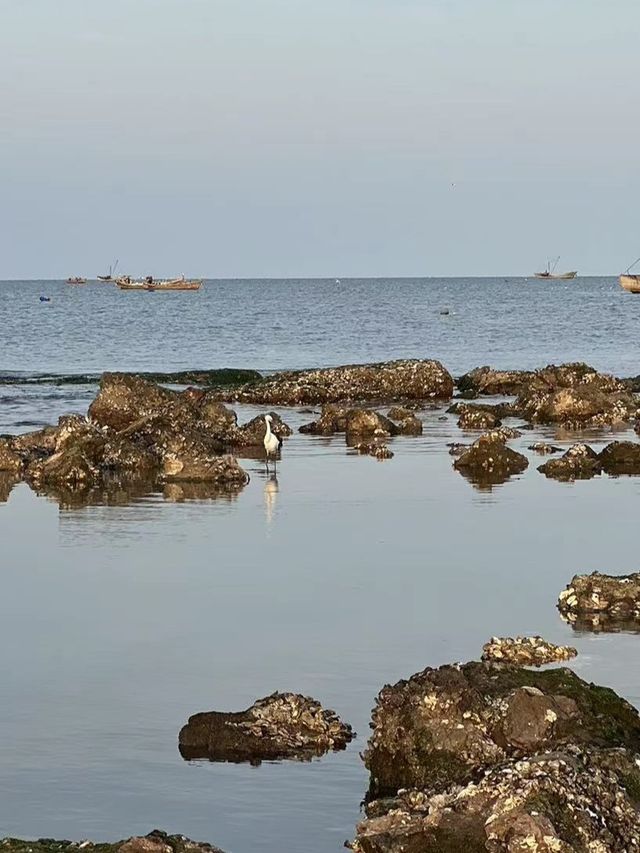 夏日趕海，黃島海軍公園旁的礁石區域太適合啦