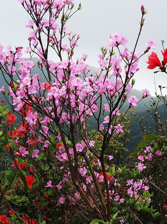 上春山不如上金山爬座“財寶神山”接好運