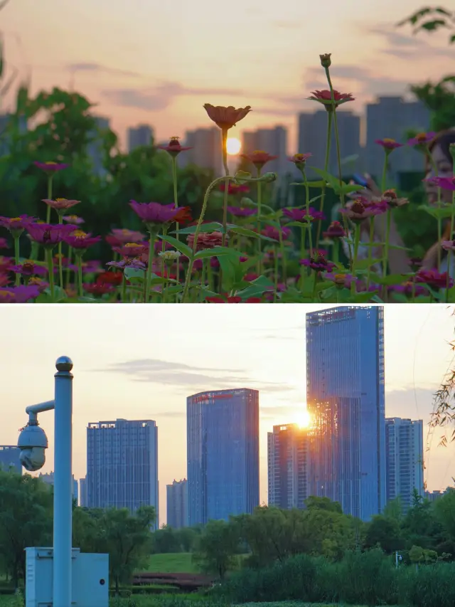 In May, come to Yanghu Wetland Park in Changsha to encounter a stunning sea of flowers