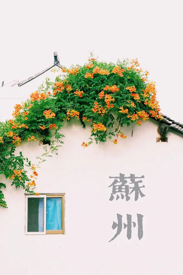 端午來蘇州 吧！超全凌霄花賞花路線