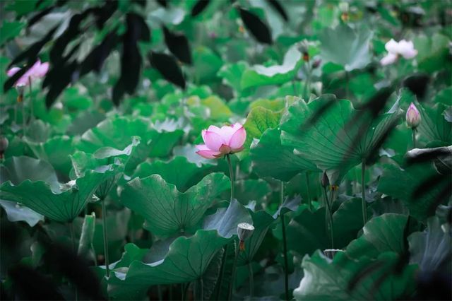 魅力西昌，滿屏荷花送清涼
