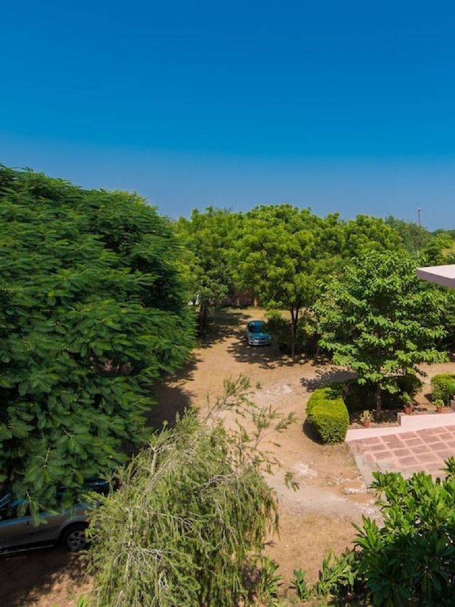 🌟 Ranthambhore's Regal Retreats 🐅✨
