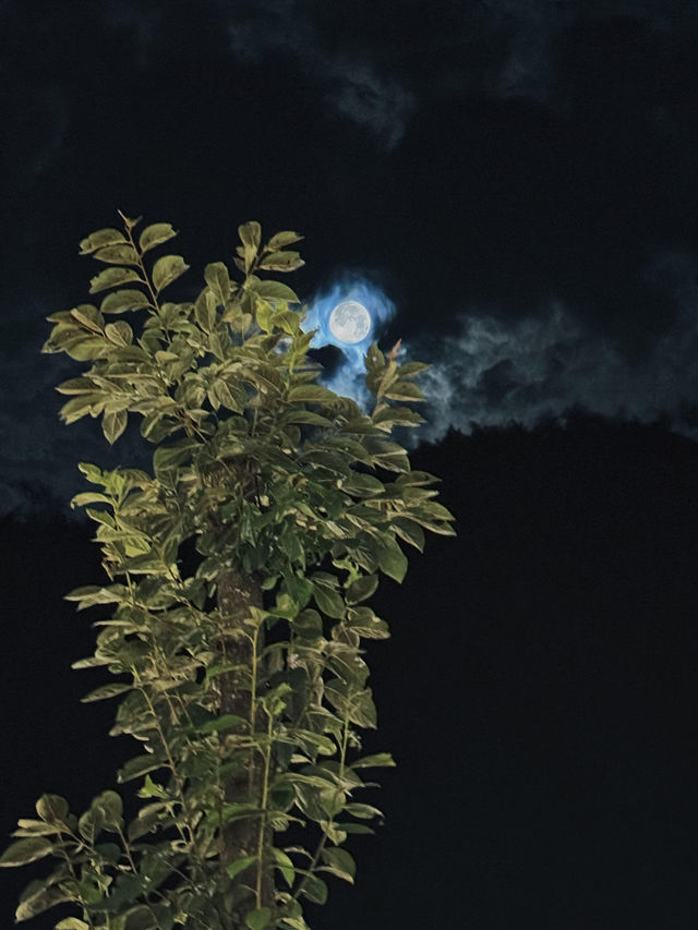 夜下小院