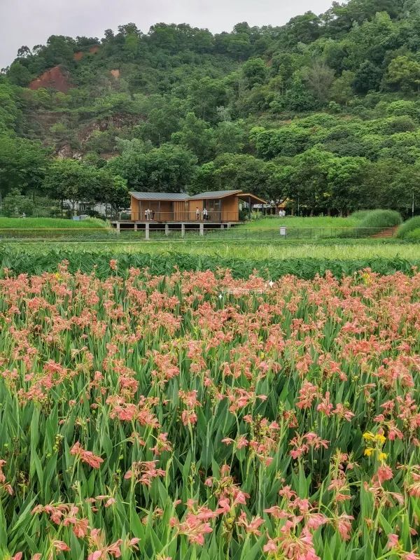 深圳小眾徒步路線，連接公園古鎮的舒適之旅🌳🏘