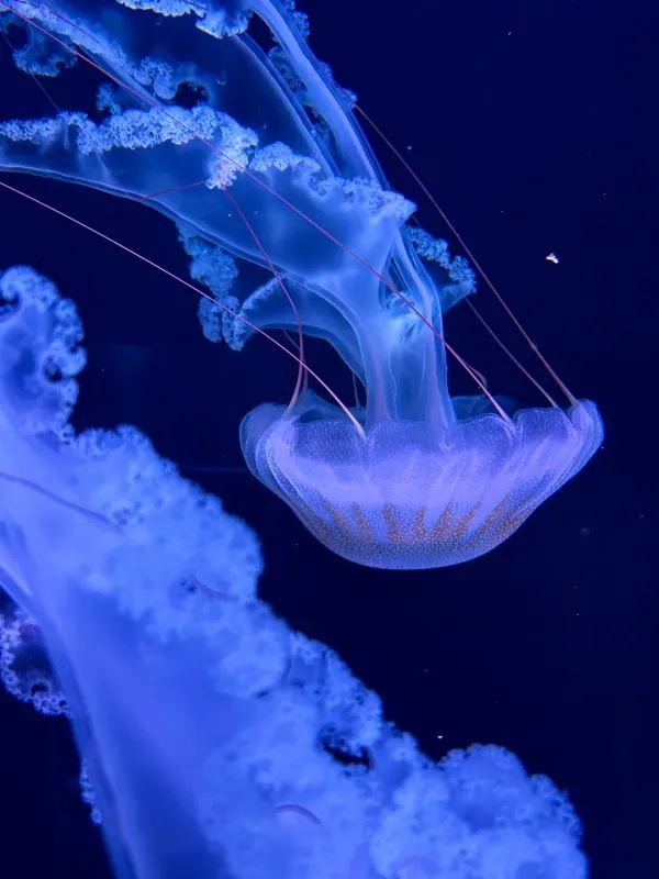 深圳南山區海洋奇夢館 🌊🐋