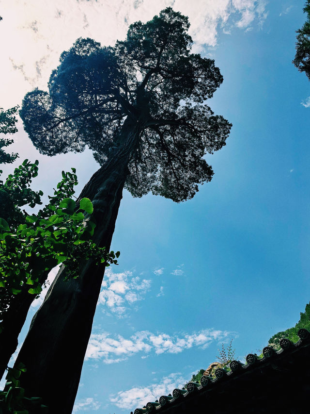 《黑神話悟空》之旅｜青蓮寺，一場佛性與神話的碰撞。