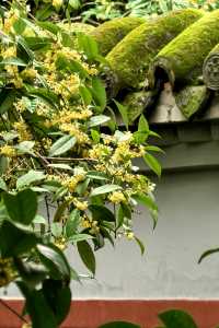 「香城」瀰漫桂花香。