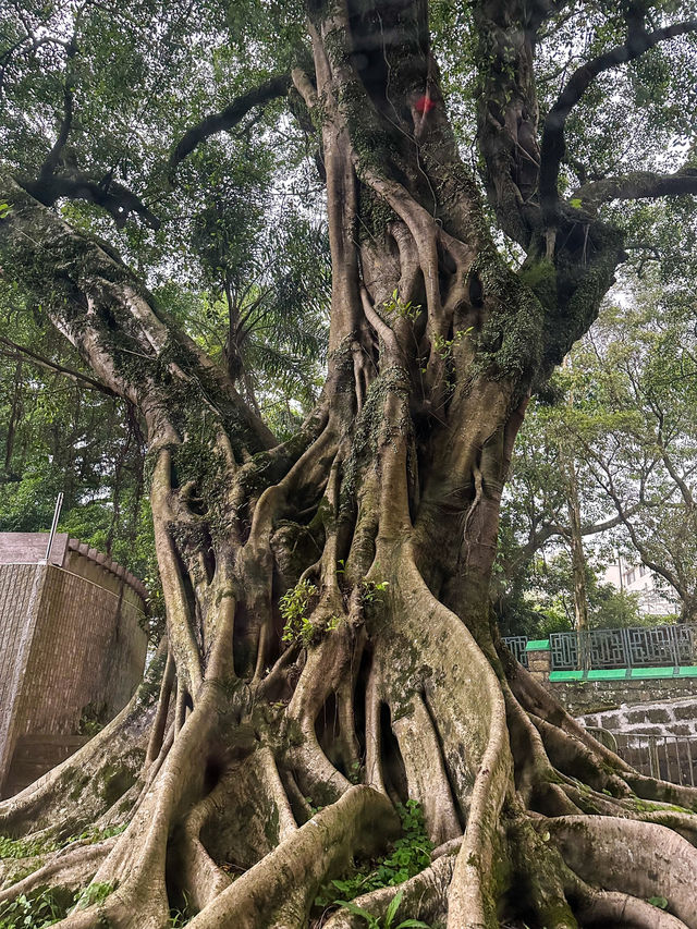 A Rainy Day at Victoria Peak Garden