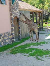 青島森林野生動物園超全攻略。