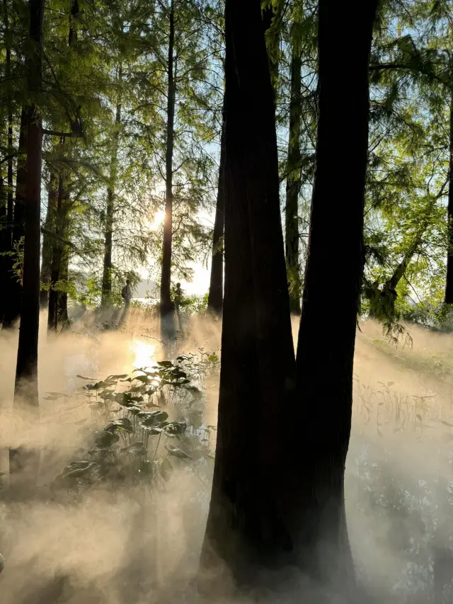 Is this the "Dali Garden Effect"?｜East Lake.