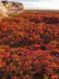 滿山紅遍日照金山紅葉谷太震撼了。