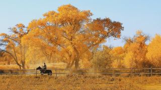 The golden poplar trees in Zepu, Xinjiang, are a breathtaking autumn fairy tale. 