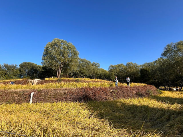 秋日中坞公園的金色稻田梯田～。