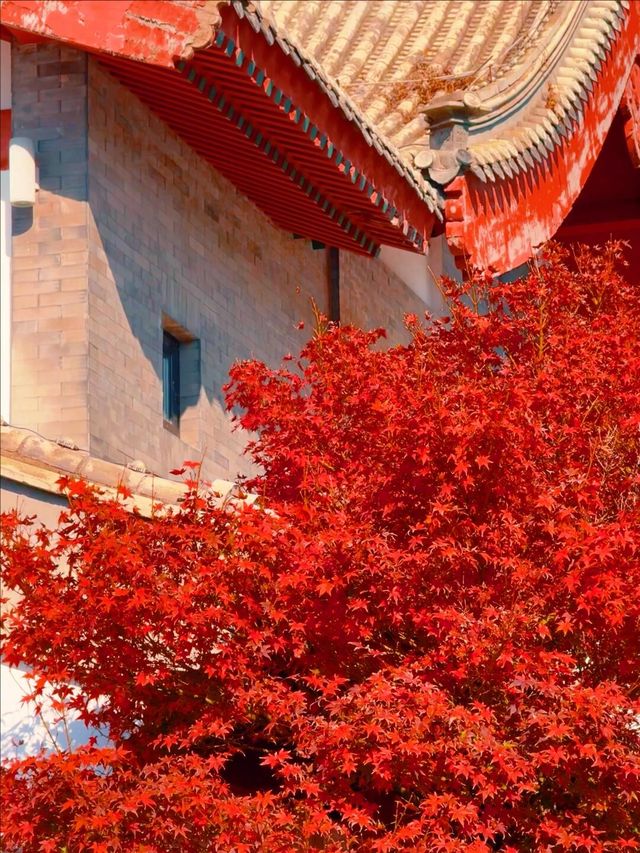 11月5日實況 紫竹院紅葉已全面登場。