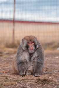 木雅大寺,信仰與美景的邂逅之旅。