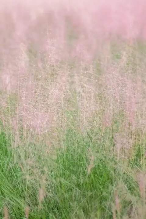 Quanzhou North Binjiang Park's hairawn muhly flower sea is a romantic autumn check-in spot. 