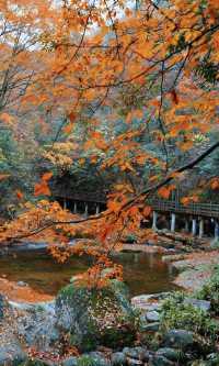 光霧山超詳細攻略 | 紅葉盛景一網打盡。
