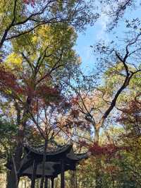 南京賞秋2日遊 - 2024-11-26/27。
