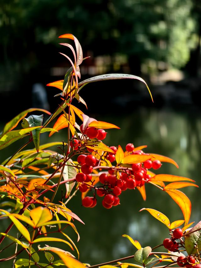 長風公園秋景。