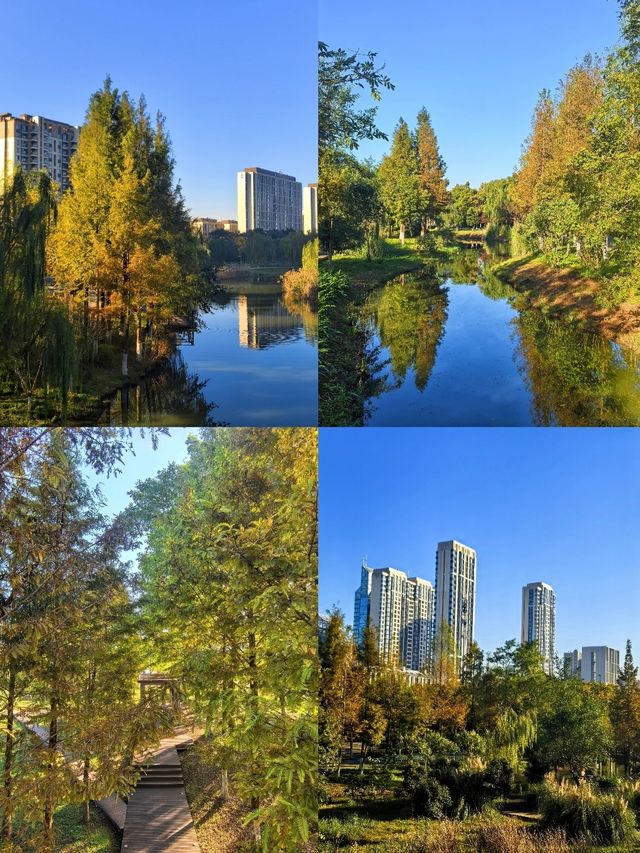 《鄞州公園的秋韻》。