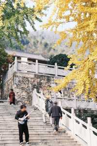 衡陽鄉村旅遊千年古剎銀杏之約一期一會