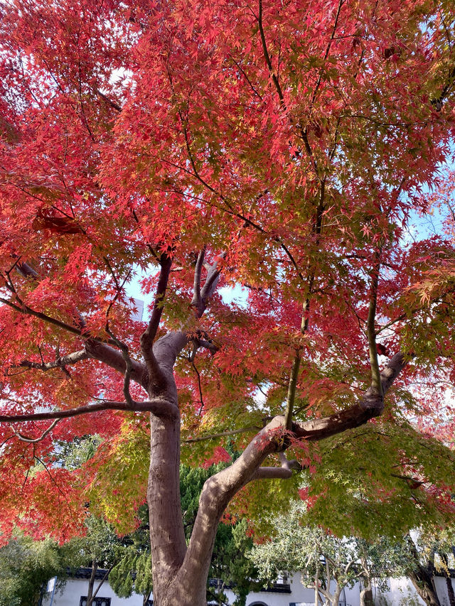 上海，和平公園