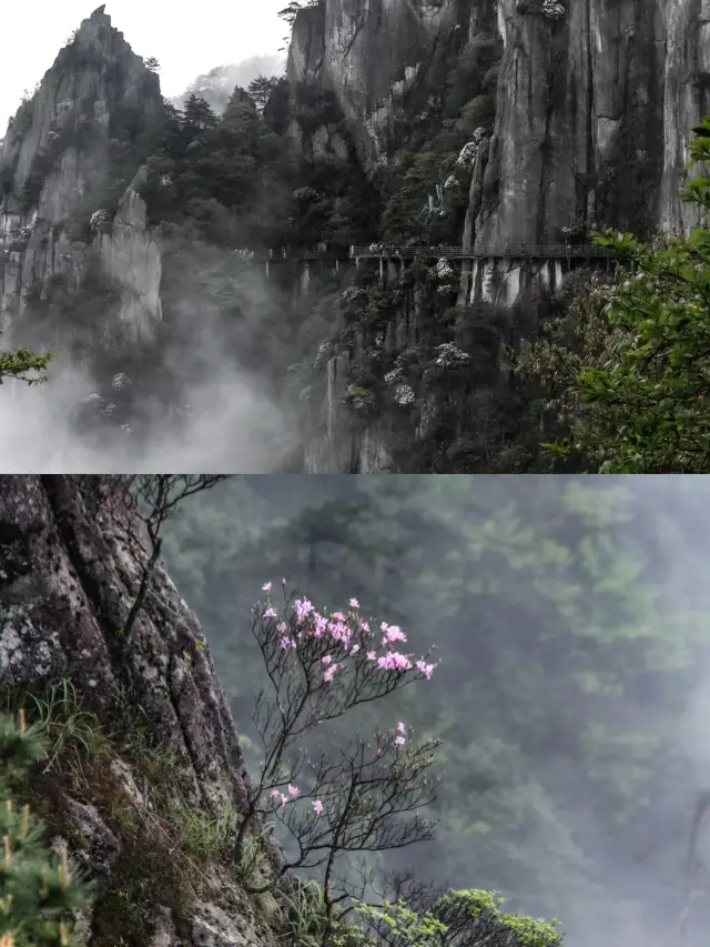 人生建議！一定要來一次羊獅慕！