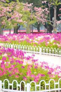 12.14宏城公園醉蝶花實拍，冬日浪漫花海