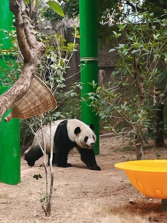 不用去成都！在廈門也能看到大熊貓