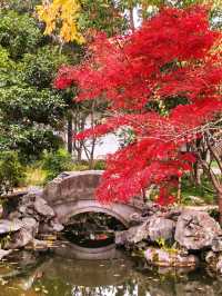 銀杏進入尾聲，秋霞圃的紅葉正當時