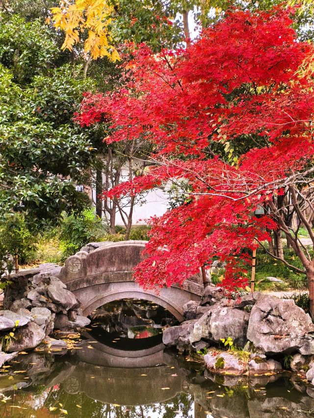 銀杏進入尾聲，秋霞圃的紅葉正當時