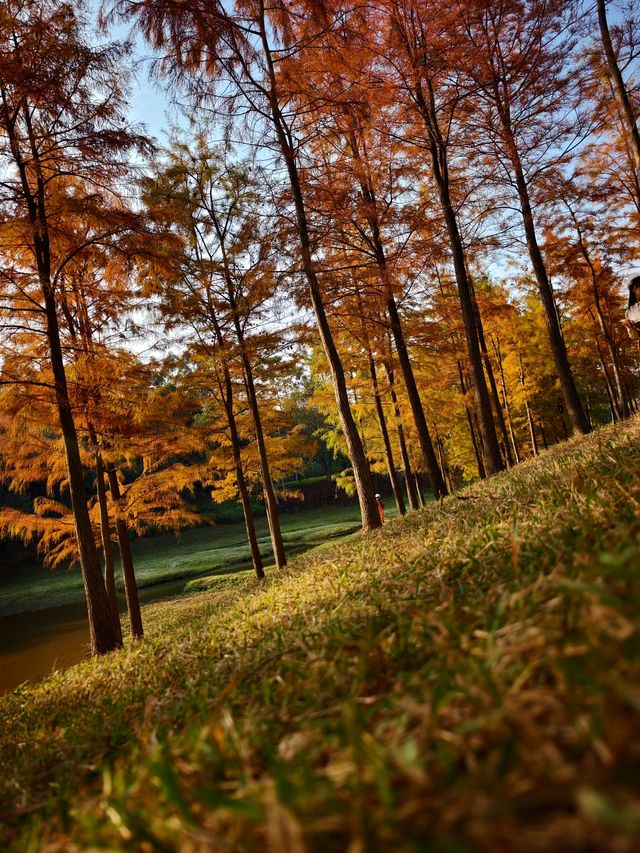 在深圳找到拍照打卡的絕美落羽杉森林 在深圳找到拍照打卡的絕美落羽杉森林