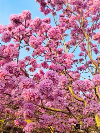 Yunfu Jiangmen Flower Viewing 2-Day Tour