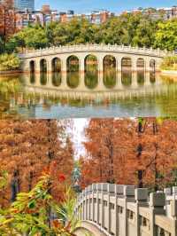 深圳·四海公園落羽杉，美如油畫世界