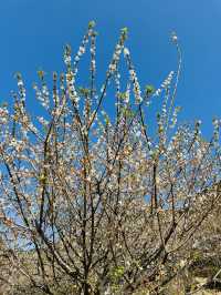 廣州從化雞枕山·白梅花海
