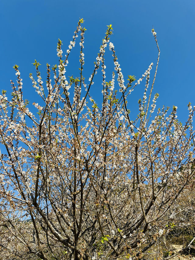 廣州從化雞枕山·白梅花海