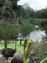 南非旅行｜入住野生動物保護區裏的奢華酒店