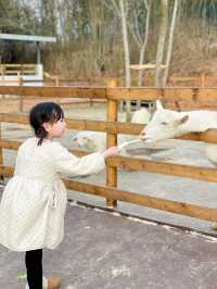 成都出發1h ｜餵奶牛餵小動物 遛娃…