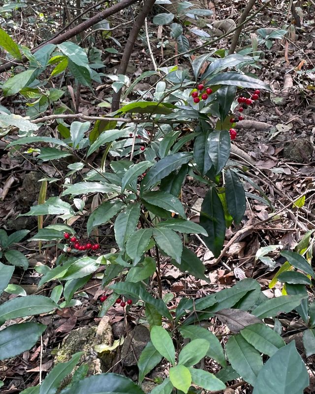 黃山魯森林公園，週末的夢幻仙境