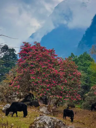 The 'Hardcore Identity' of Nepal's Rhododendron. | Trip.com Ghode Pani